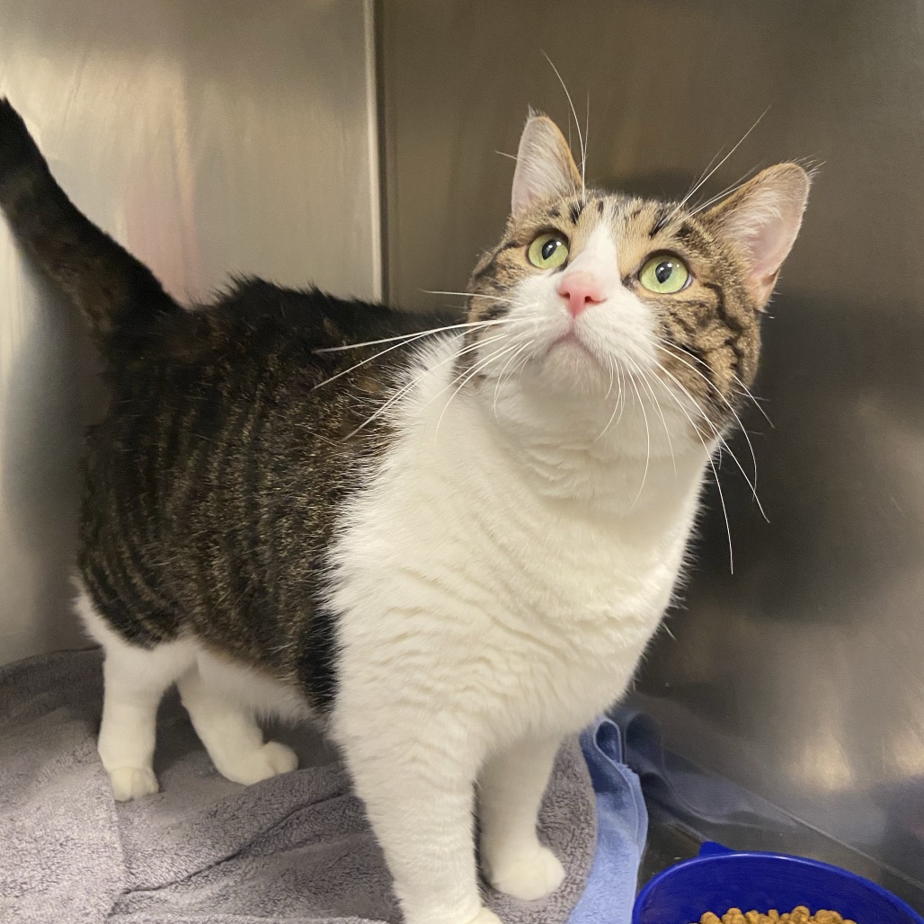 BAXTER - Domestic Shorthair available for adoption