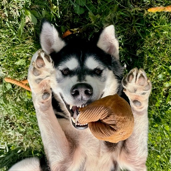 COMET - Husky / Malamute, Alaskan available for adoption