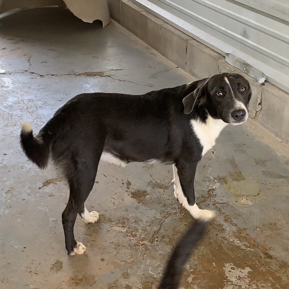 FOGGY - Terrier / Pit Bull available for adoption