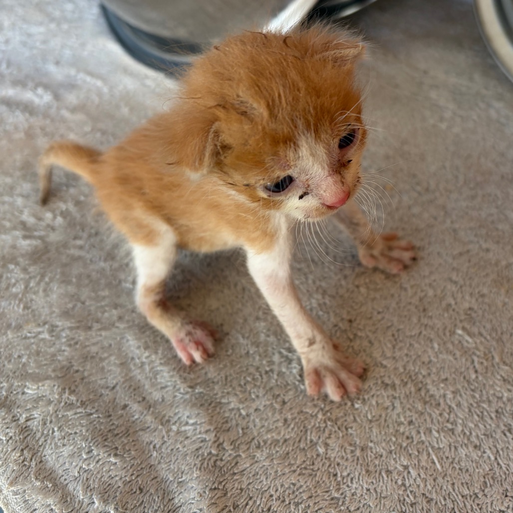 Malachi(Nacho N3), photo 2