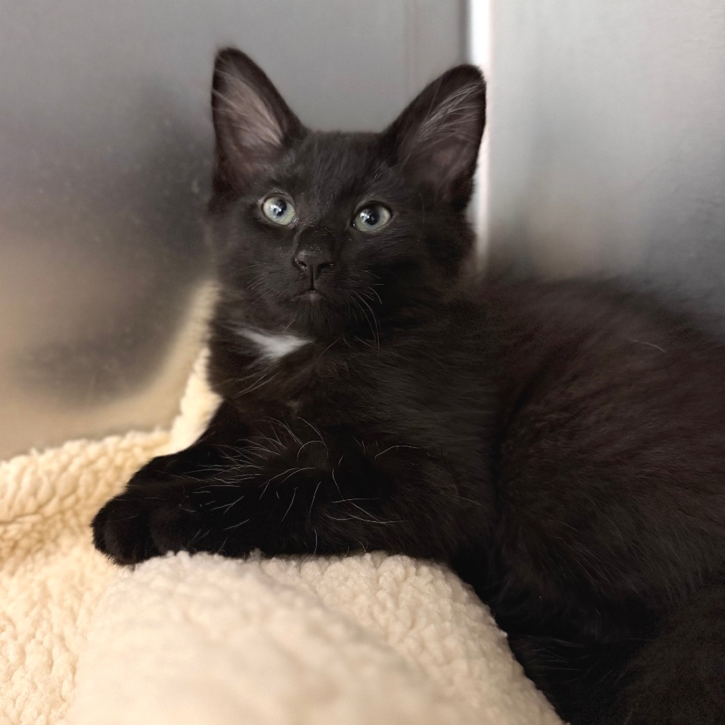 COWBOY - Domestic Medium Hair available for adoption