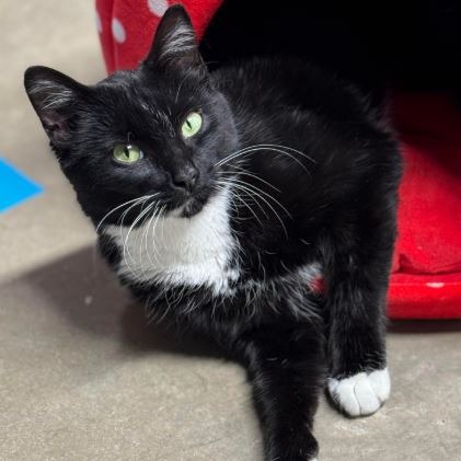 Home - Whisker Wonderland Cat Lounge