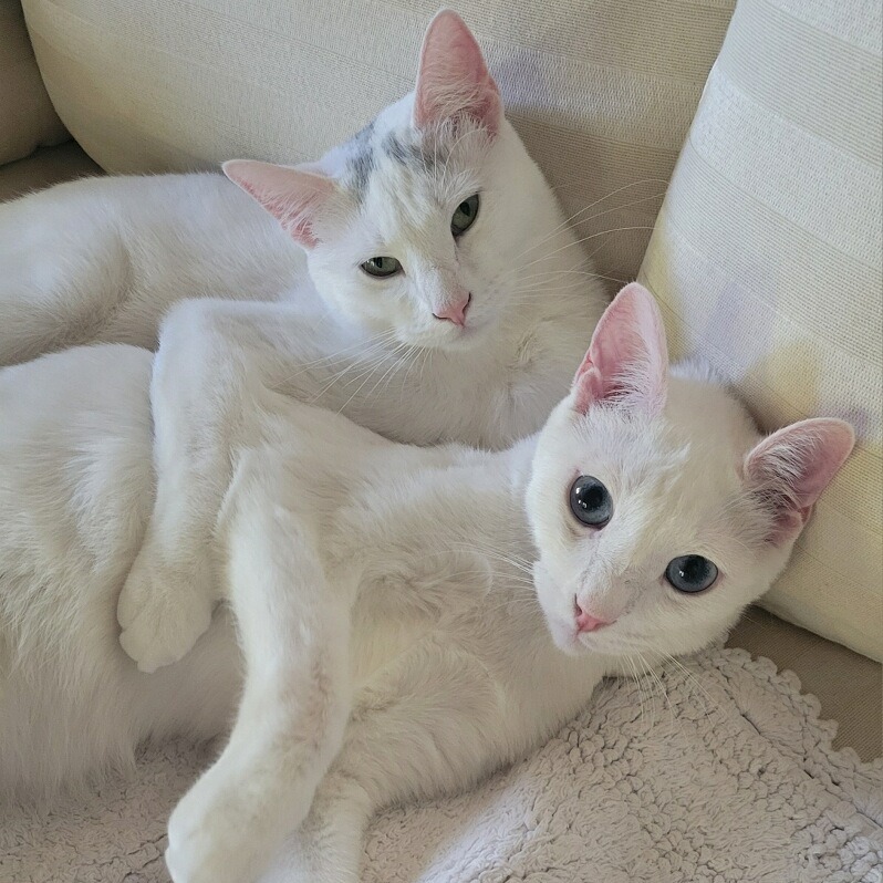 DOVEY bonded to OPALINE, photo 5