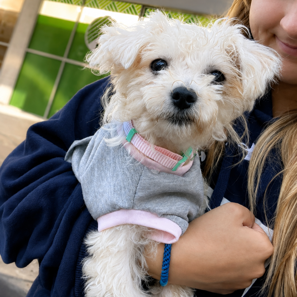 TEDDY - ADOPTION PENDING - Maltese / Poodle, Miniature available for adoption