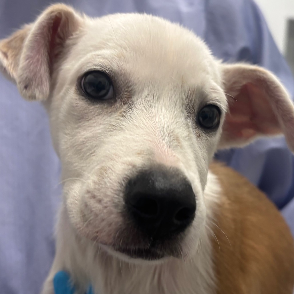 Oasis — thumbnail 2