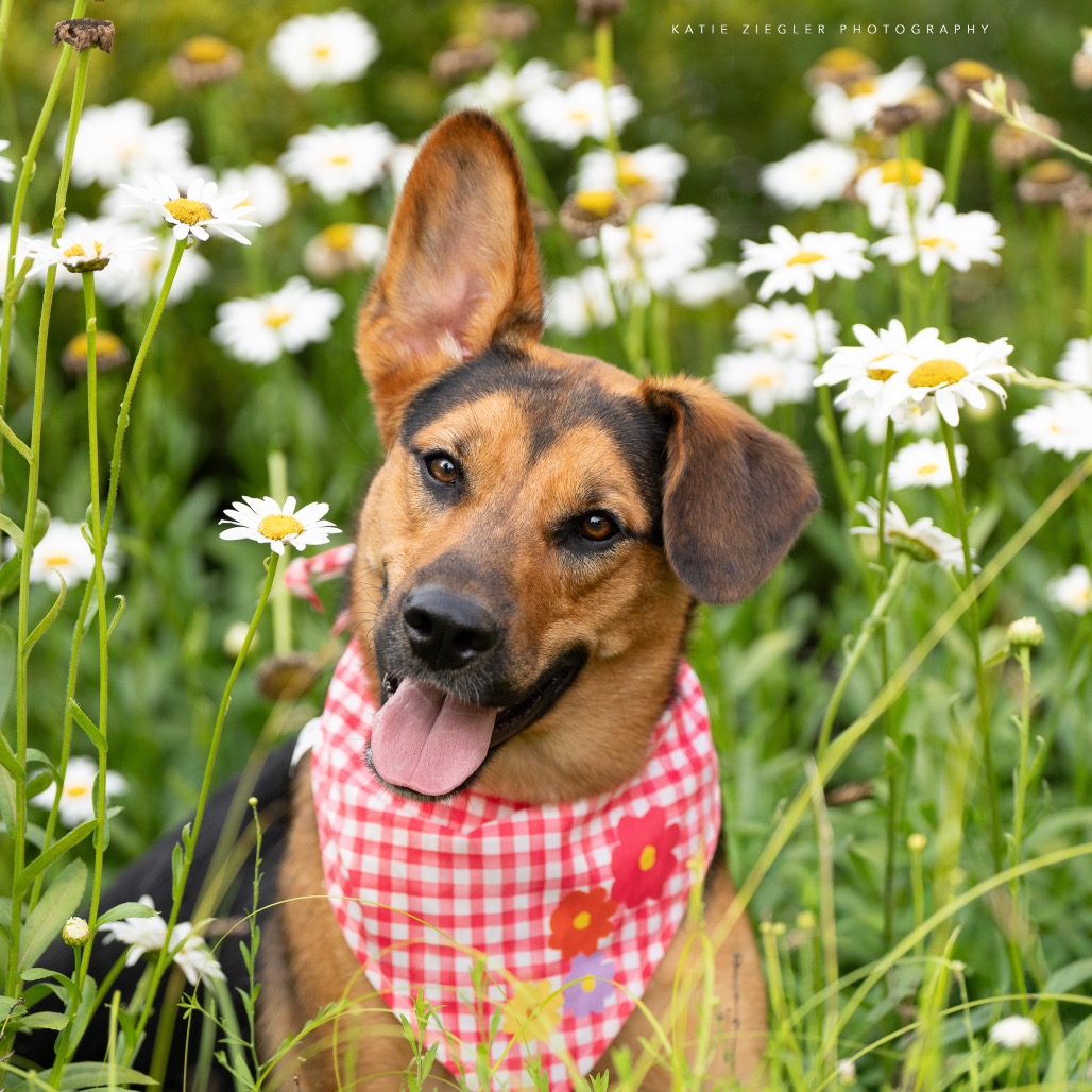 Macy, photo 9