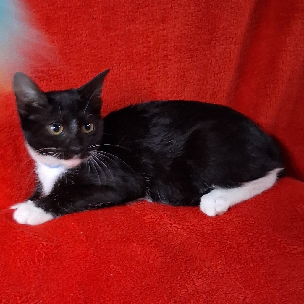 Mickey the Cat