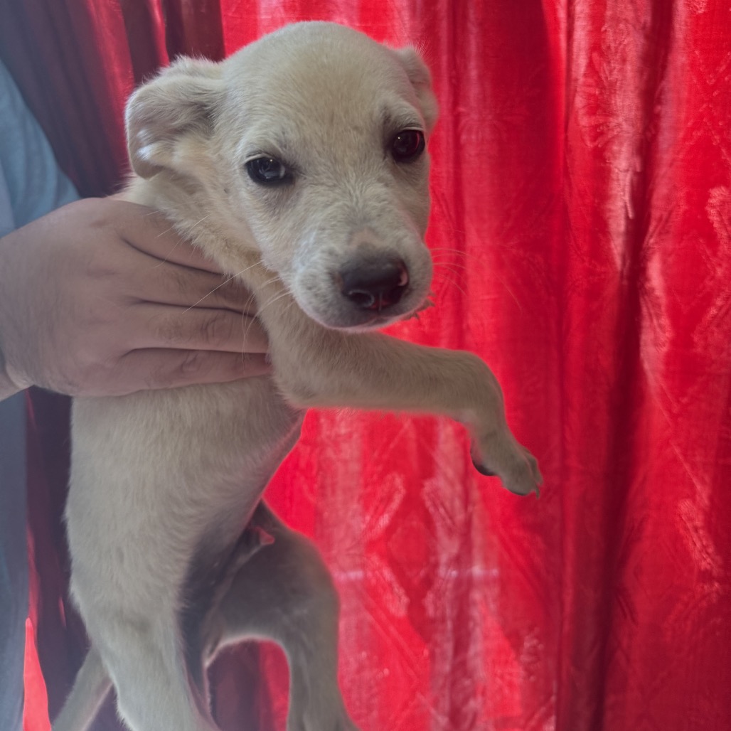 PEDIGREE - Mixed Breed (Medium) available for adoption