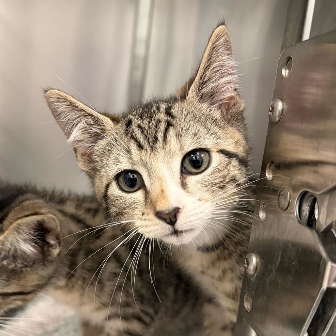 MILO (BONDED TO NINA) - Domestic Shorthair available for adoption