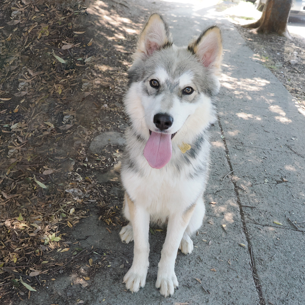 GUSTAV, photo 9