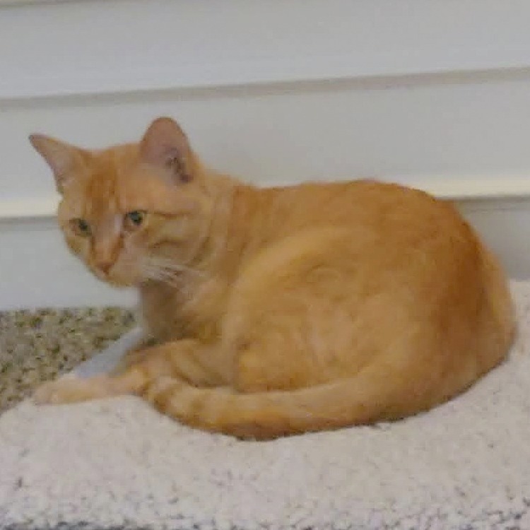 Jasper, photo 7