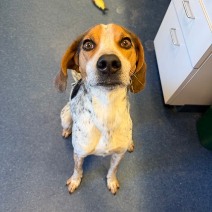 Cannoli — thumbnail 2