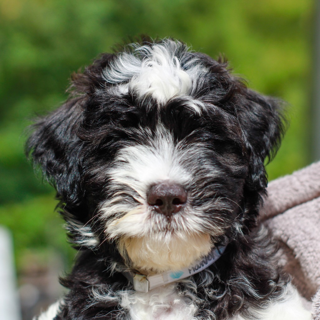 HARVEY - Sheep Dog / Poodle available for adoption