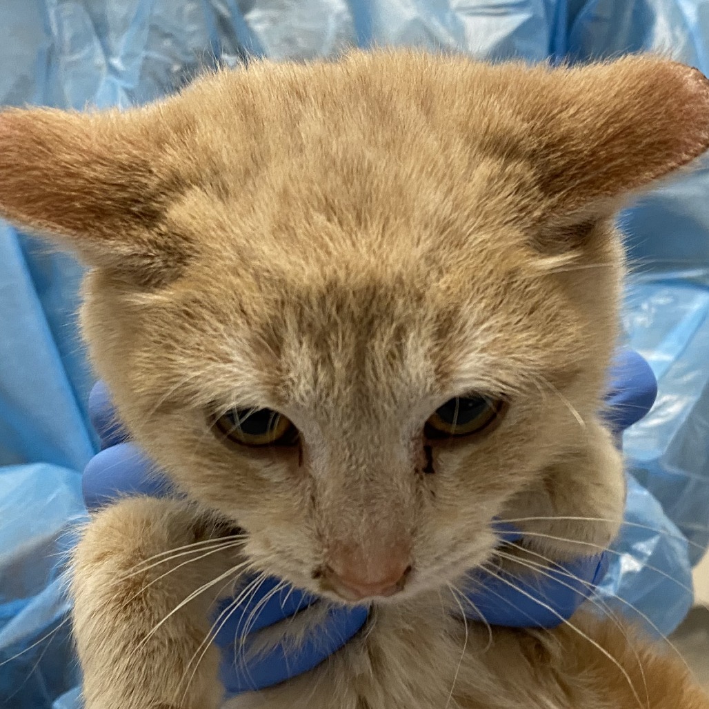 Asparagus — thumbnail 2