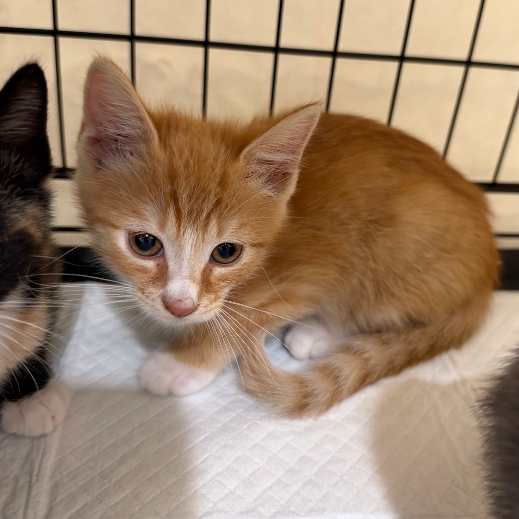 King - Domestic Shorthair