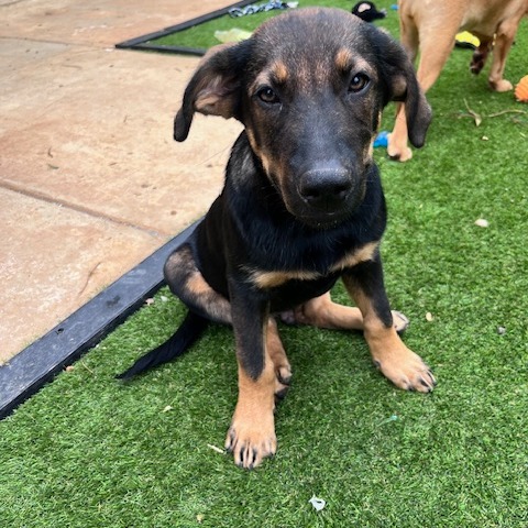 Boston is available for adoption at A New Leash on Life, Inc.