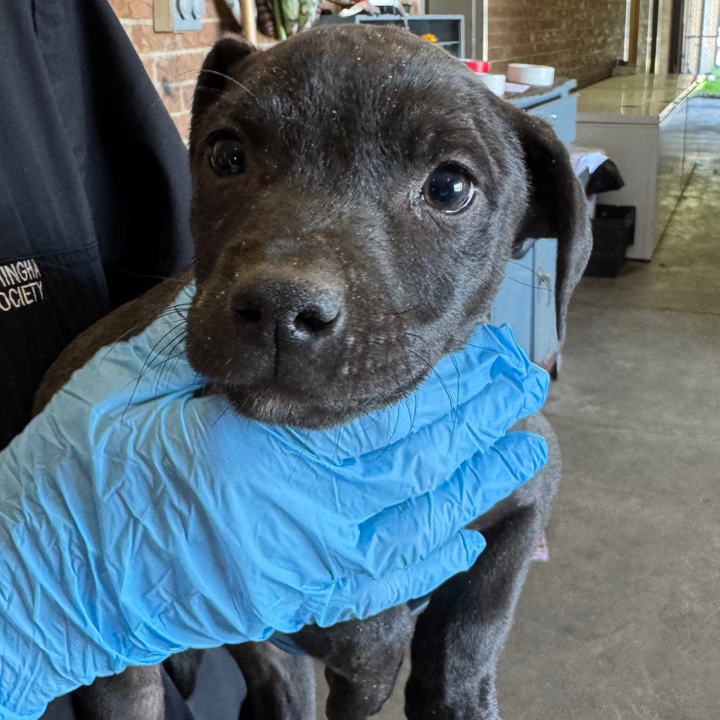 Pit Bull