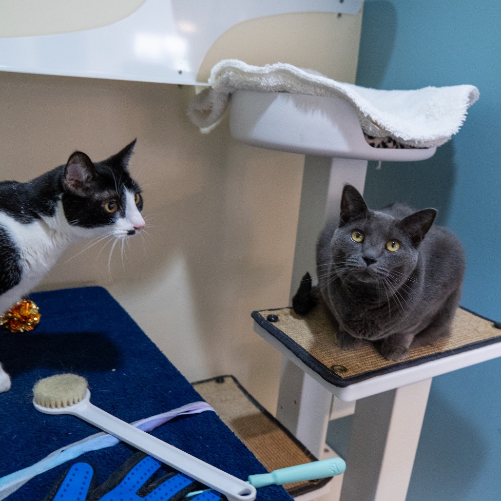JAGGERY - Domestic Shorthair available for adoption