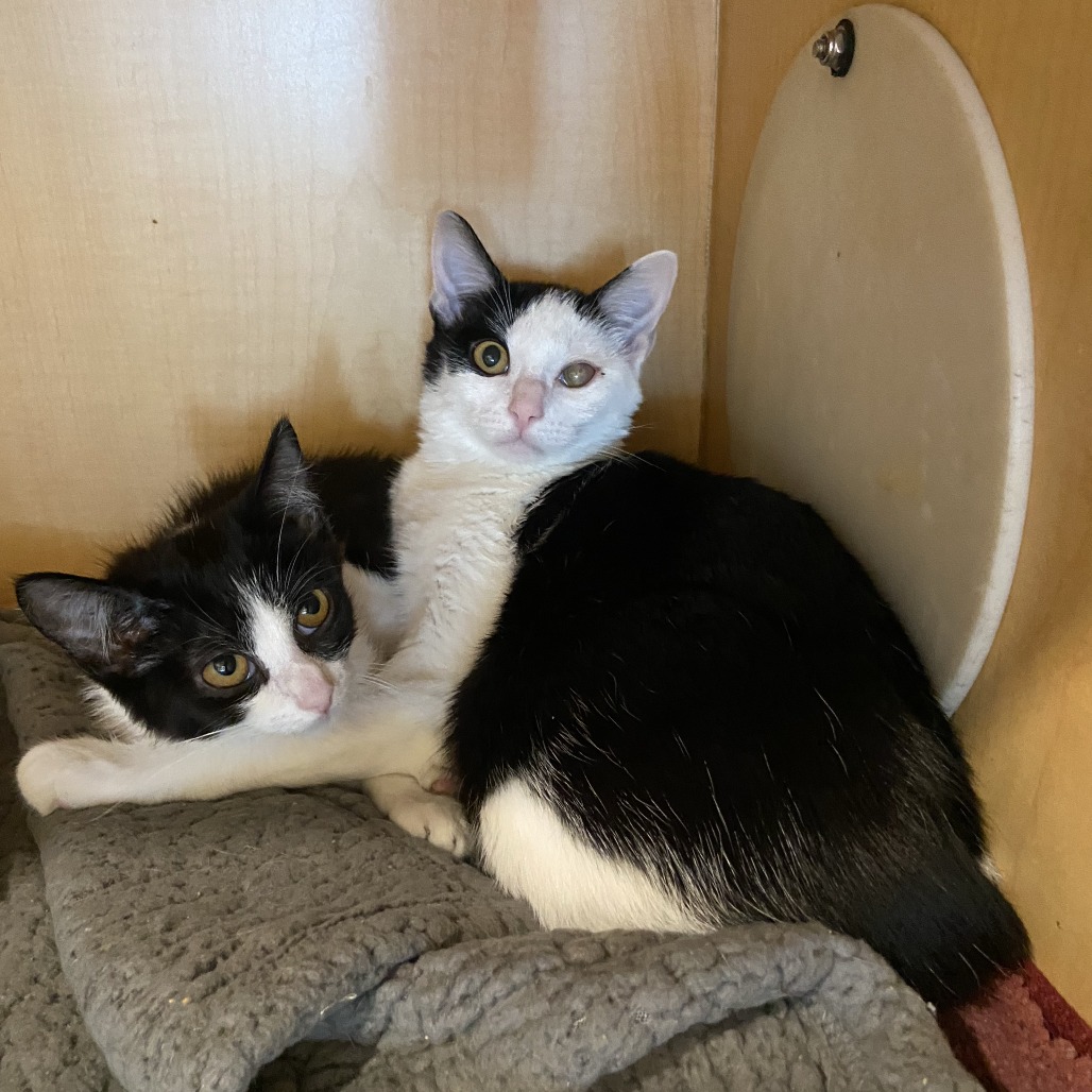 DAWN - Domestic Shorthair available for adoption