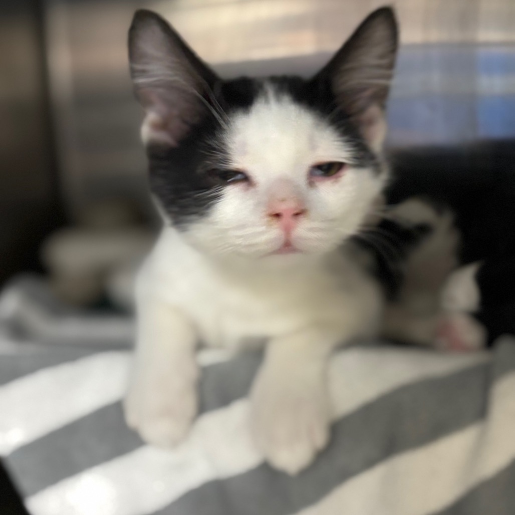 Sebastian — thumbnail 5