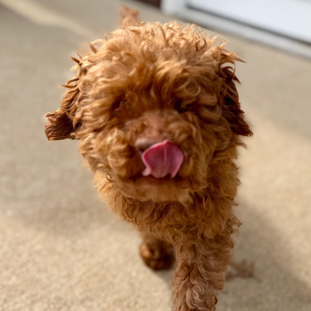 Chase (F26-05), photo 20