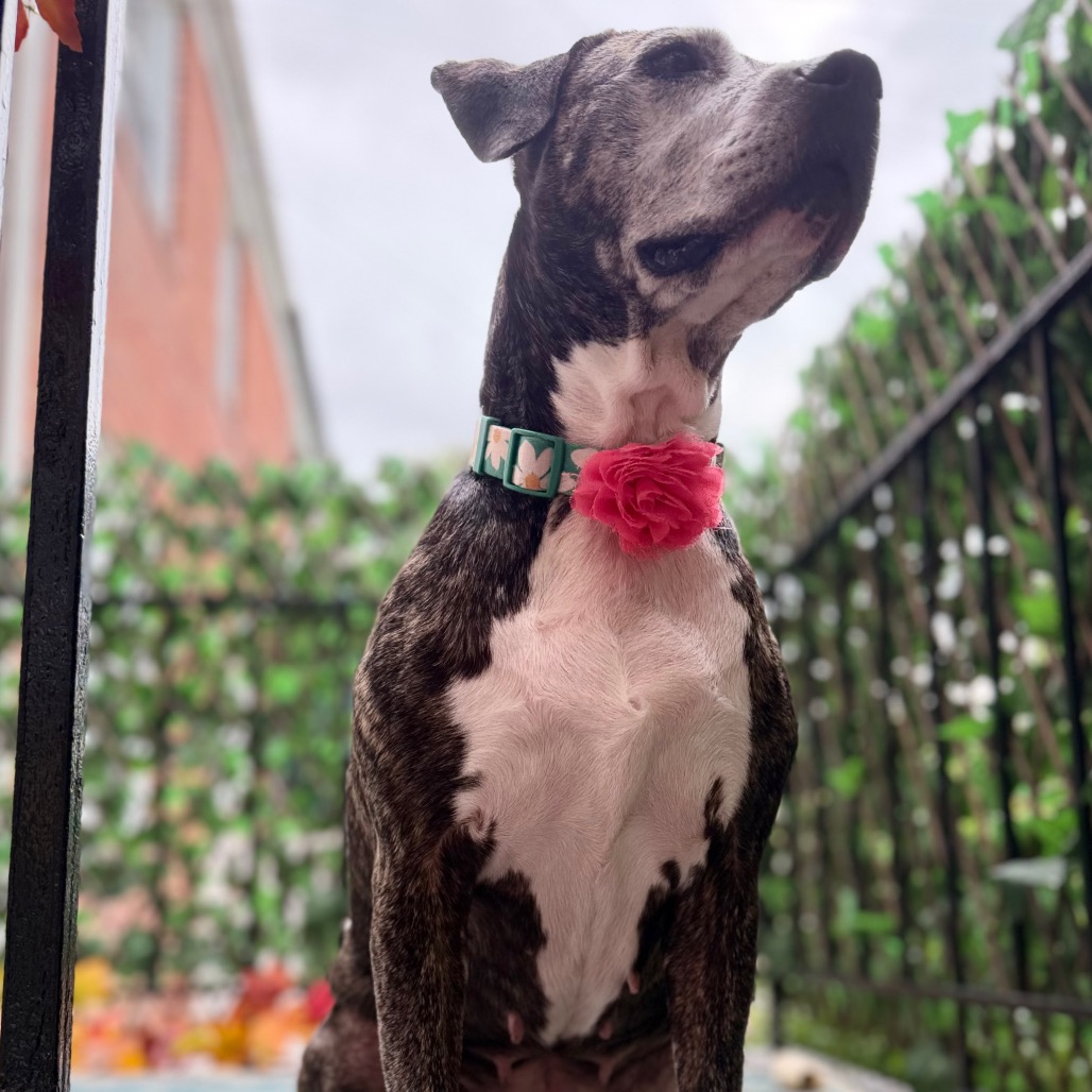 Biddie, photo 25