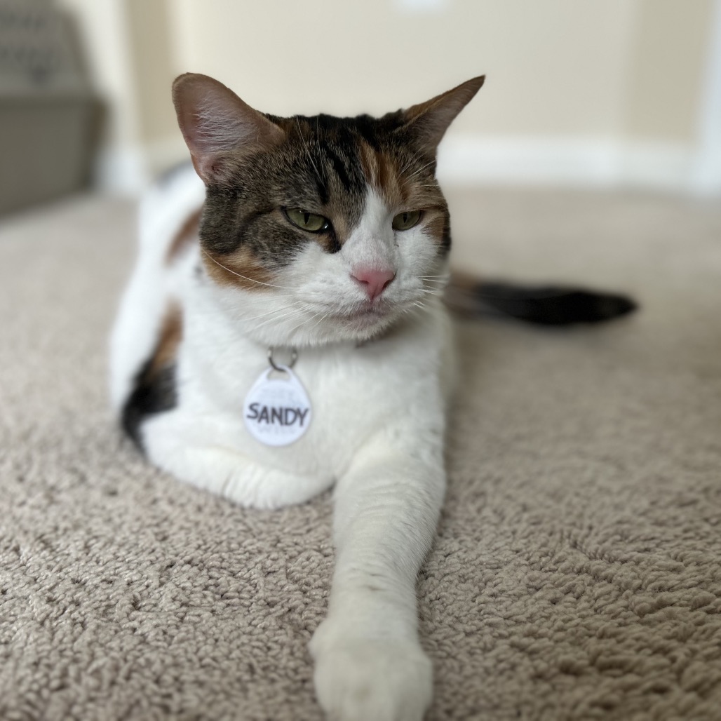 Sandy — thumbnail 3