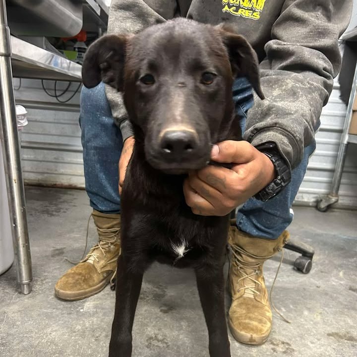 WENDALL - Retriever, Flat-Coated / Mix available for adoption