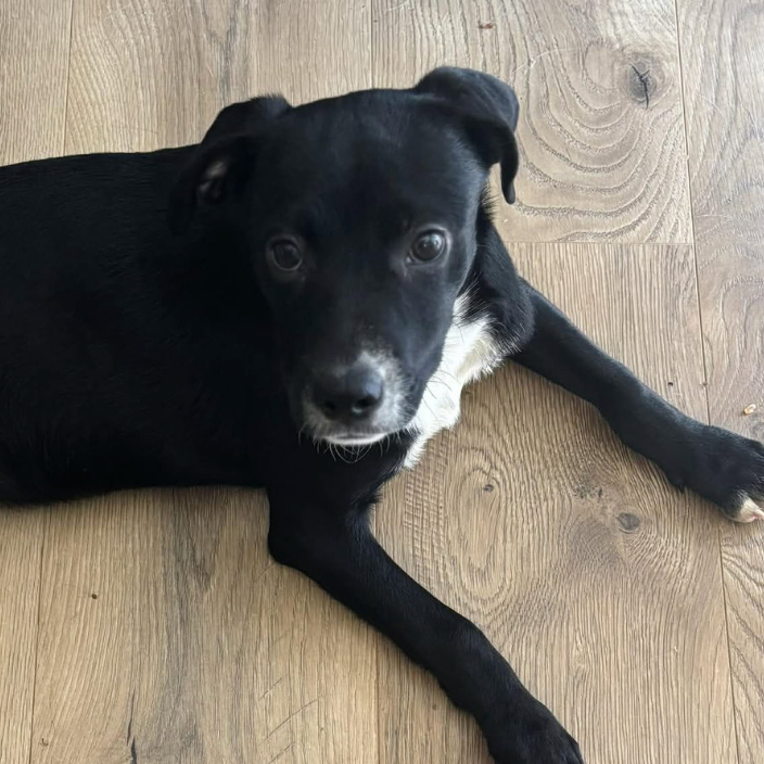 Leena, available for adoption