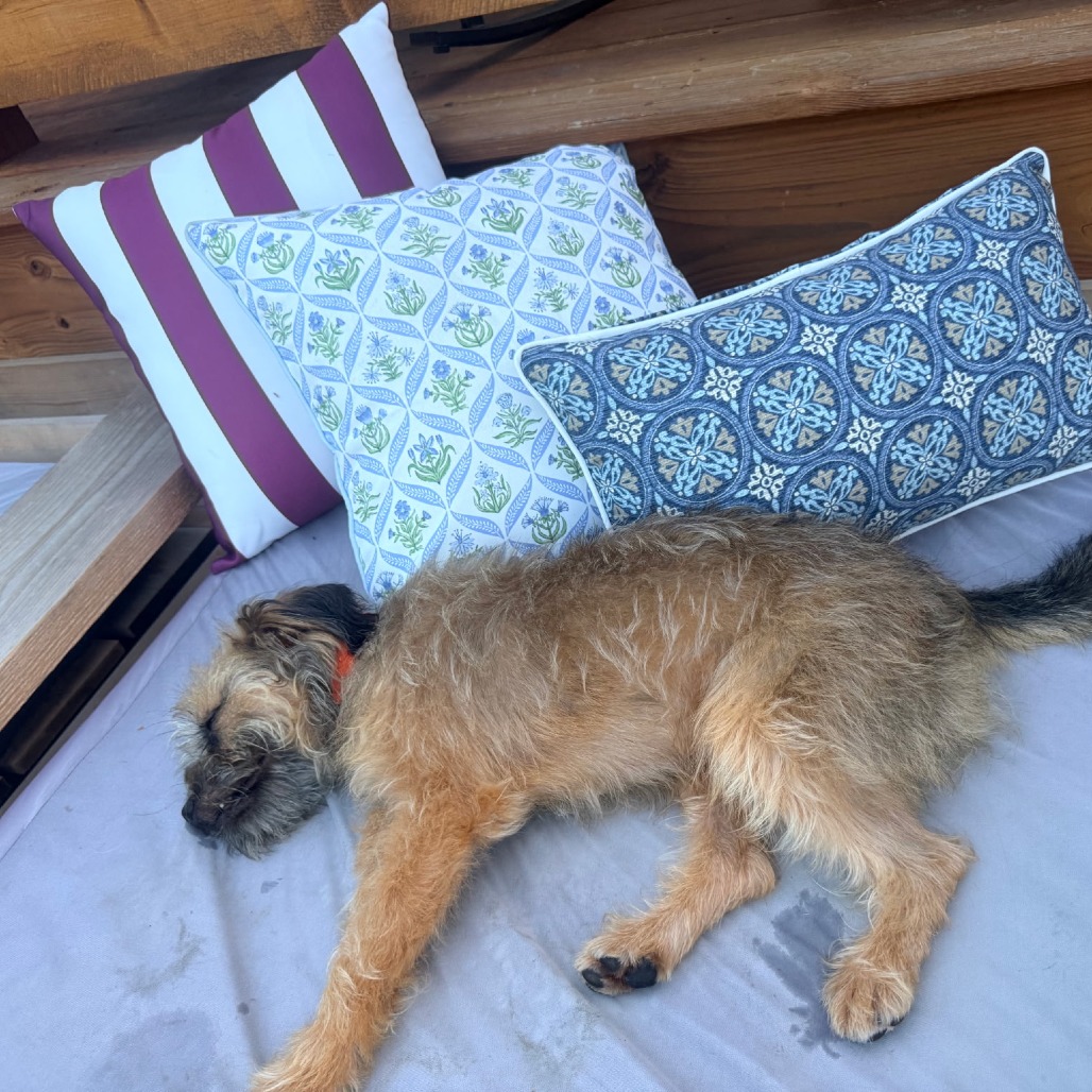 Benji, photo 5