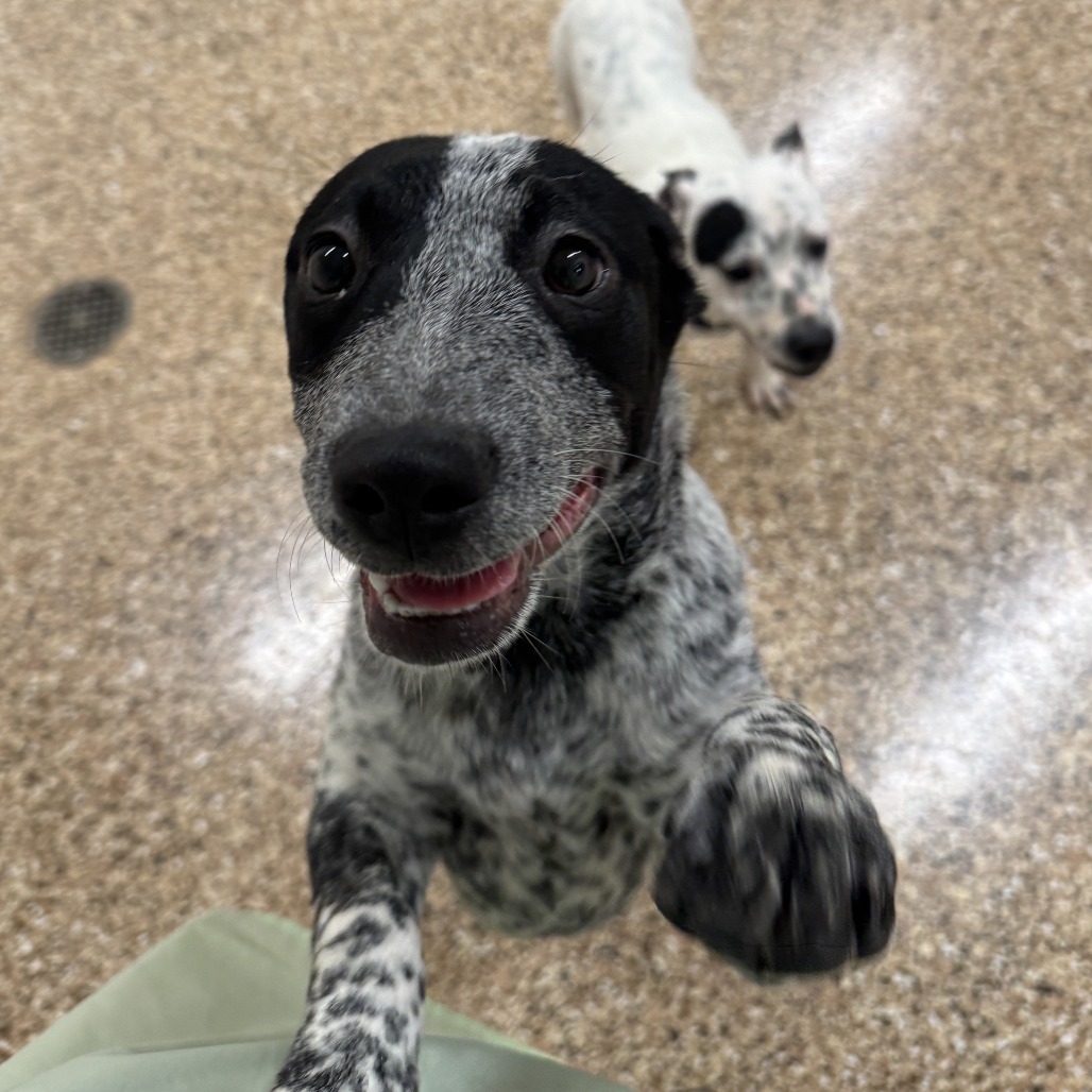ANNA - American Blue Heeler available for adoption