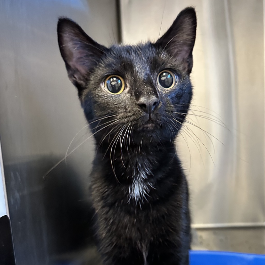 FAT FAT - Domestic Shorthair available for adoption
