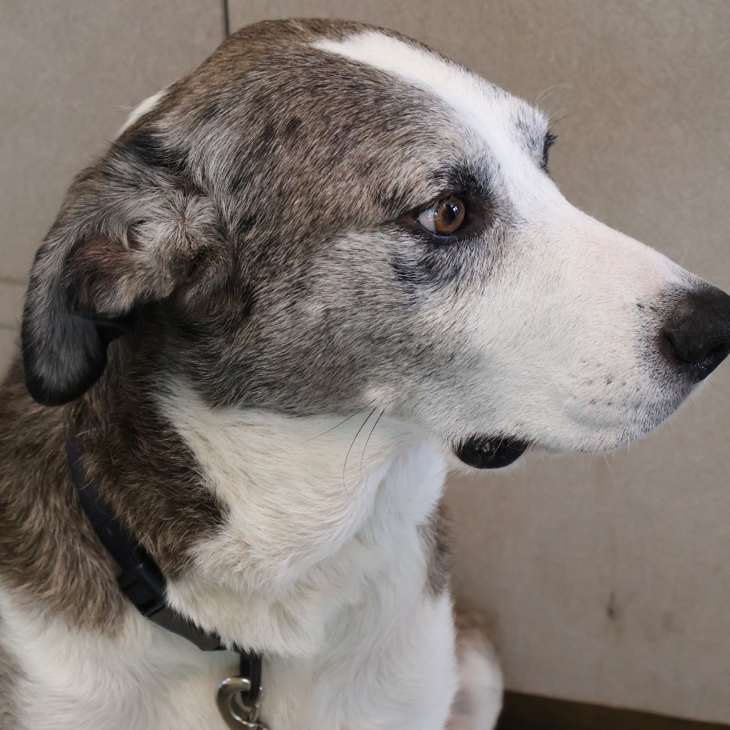 Pongo, photo 6