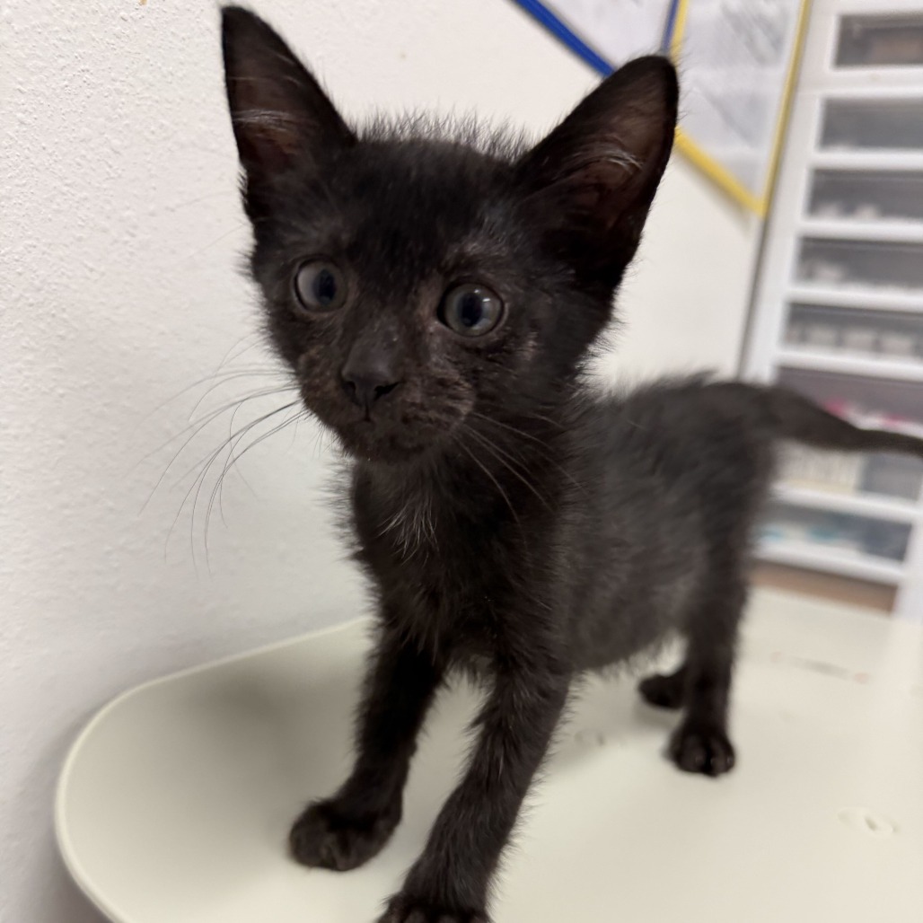 APPLESAUCE A3 - Domestic Shorthair available for adoption