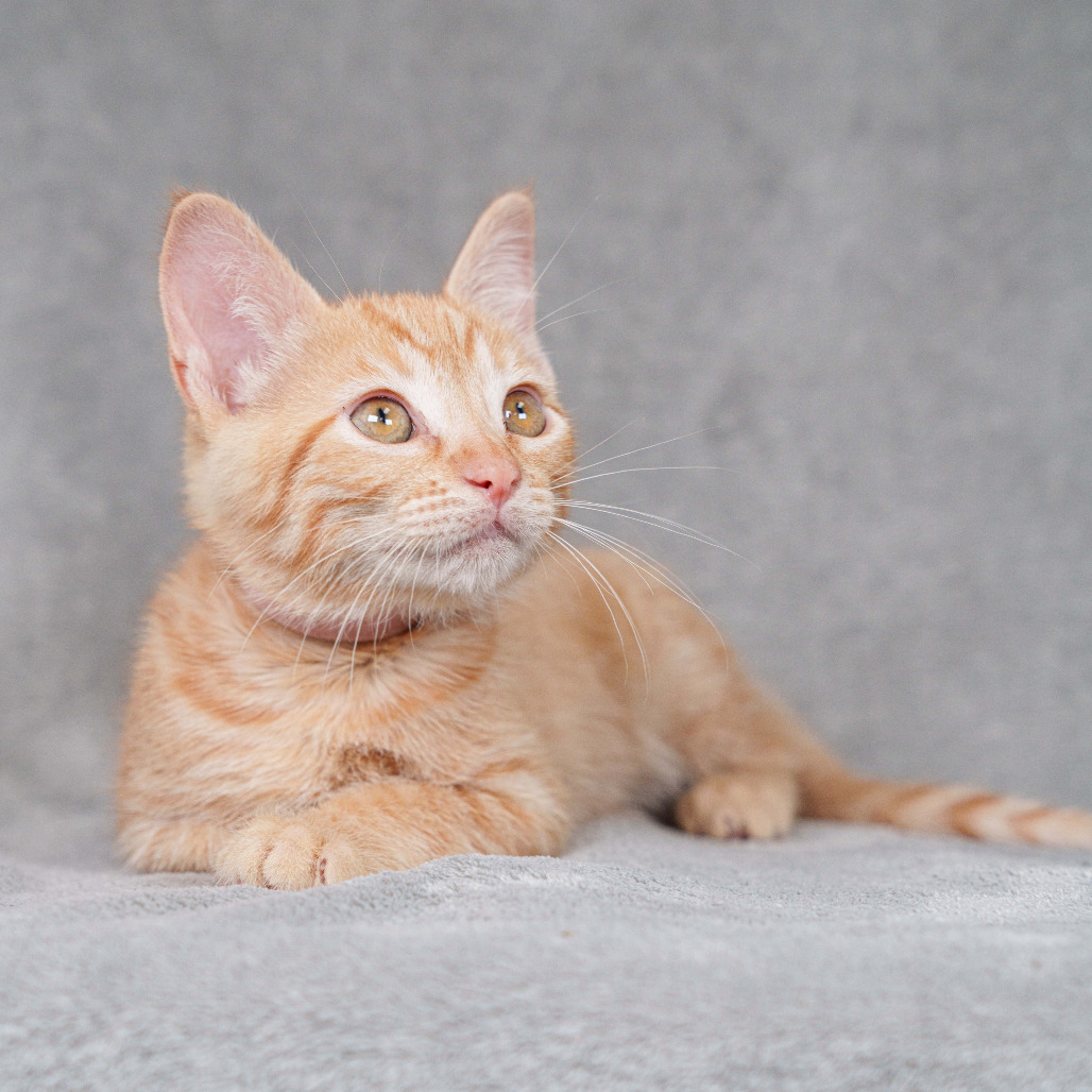 Citron (pink)