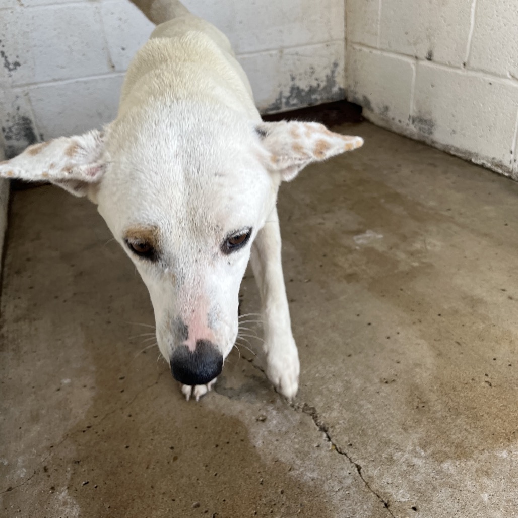 REBA - Cattle Dog, Australian (Red Heeler) / Mixed Breed (Medium) available for adoption