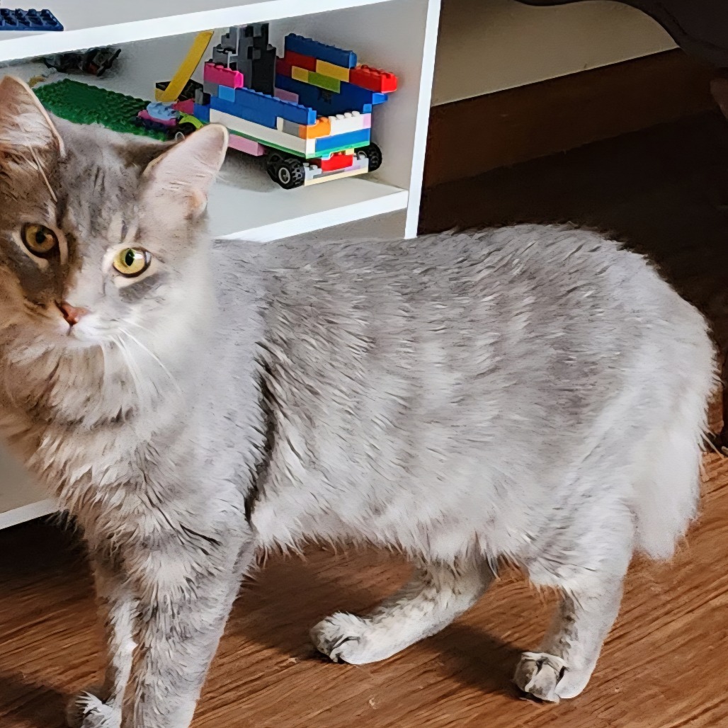 Grey Ghost, an adoptable cat
