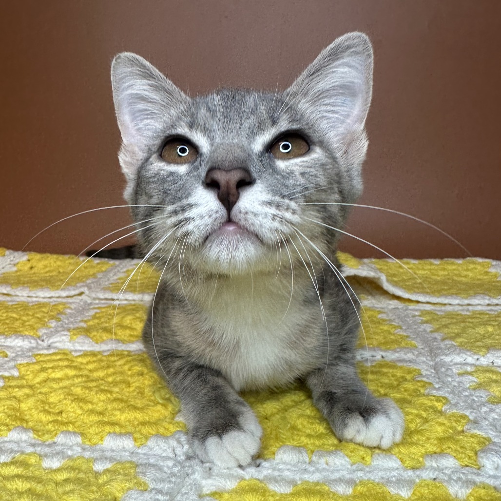 COVE - Domestic Shorthair available for adoption