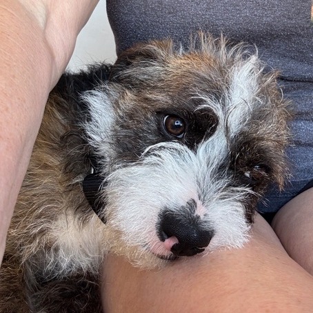 Animal namedMuttly Crue