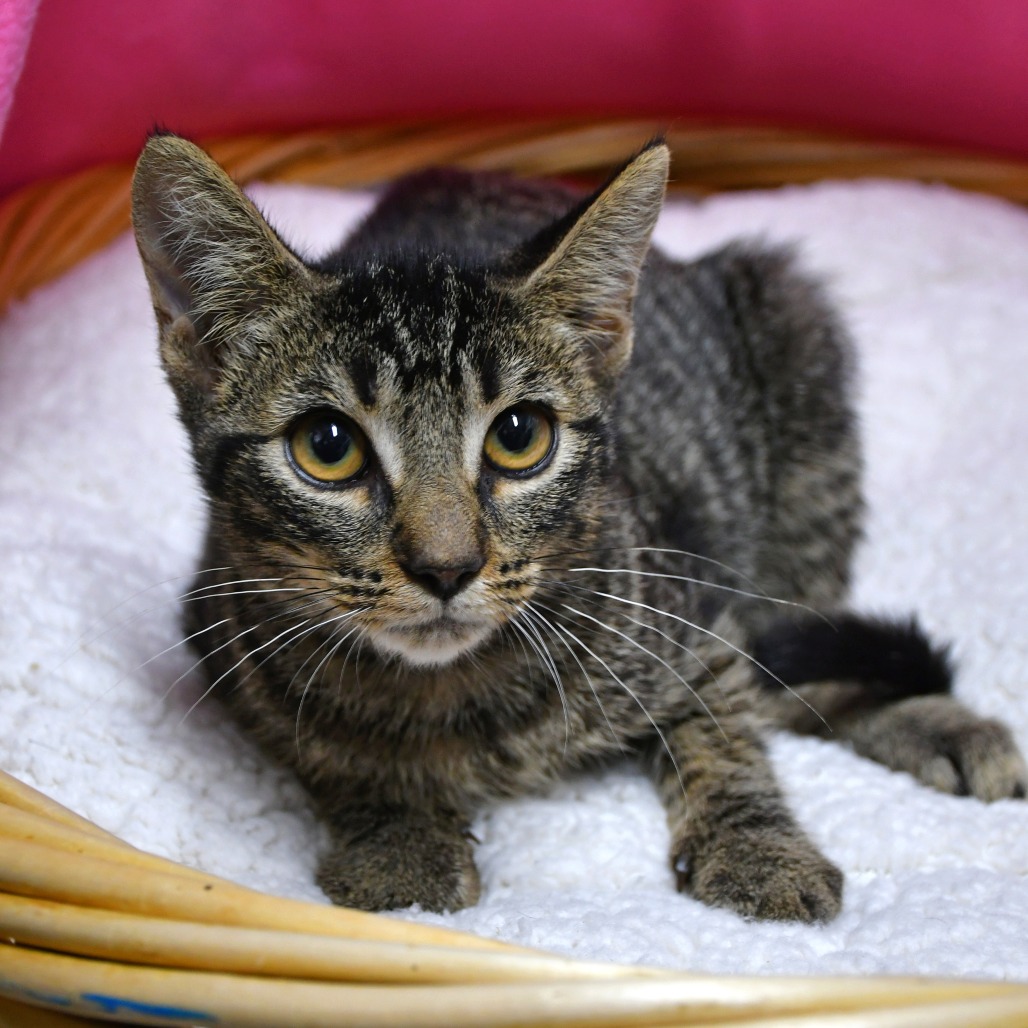 ELORA - Domestic Shorthair available for adoption