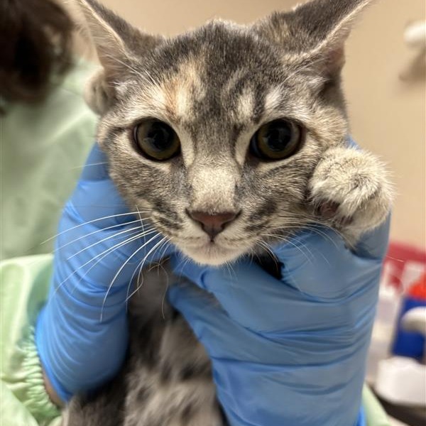 Neptune: Female 4 Domestic Medium Hair