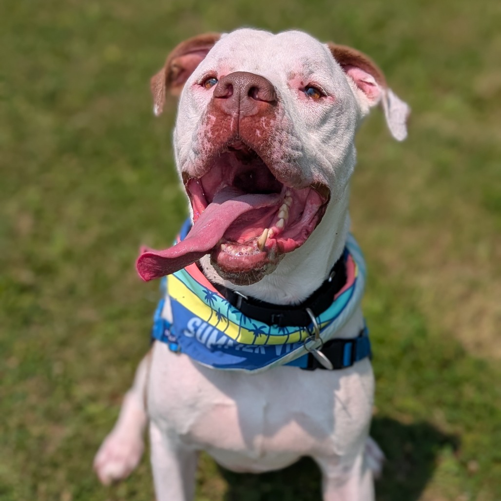 ZEUS - Mixed Breed (Large) available for adoption
