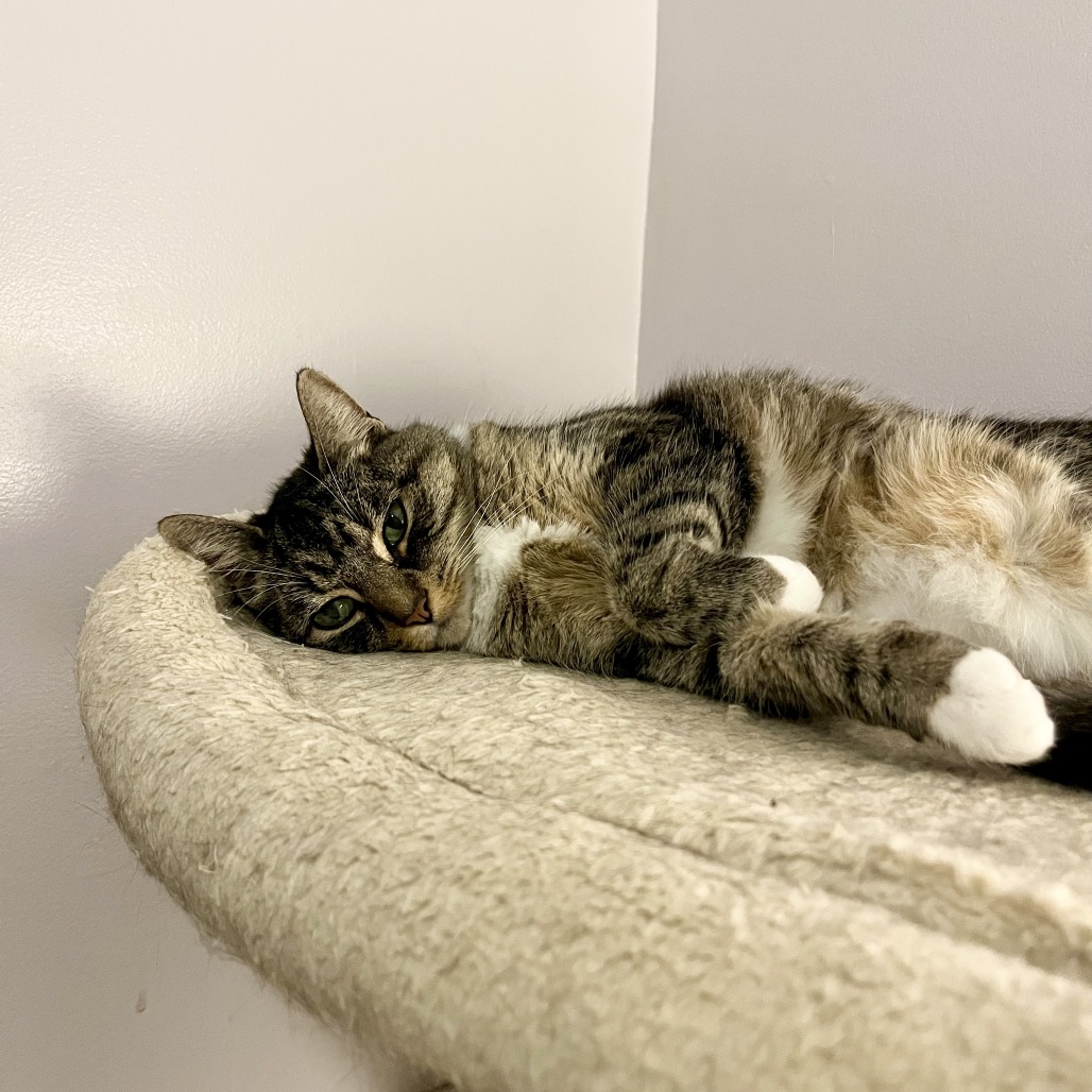 Luna — thumbnail 4