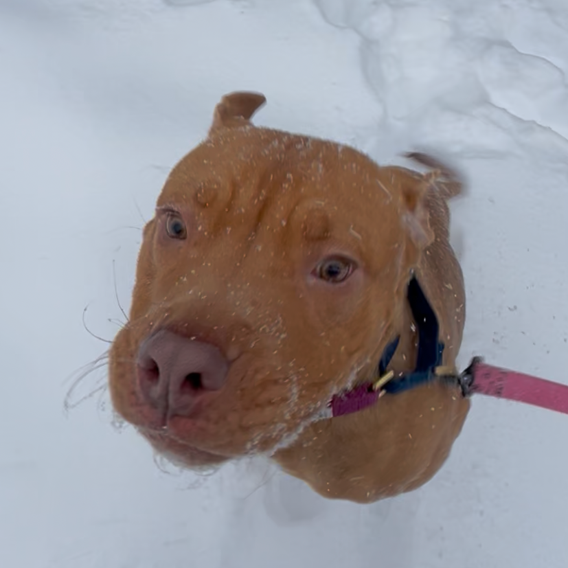 Photo of Minestrone 3