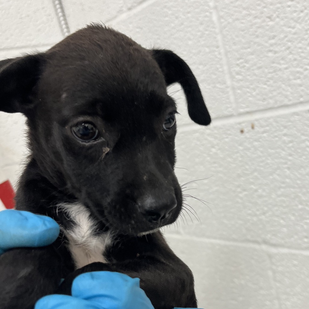 BEEZUS - Shepherd available for adoption