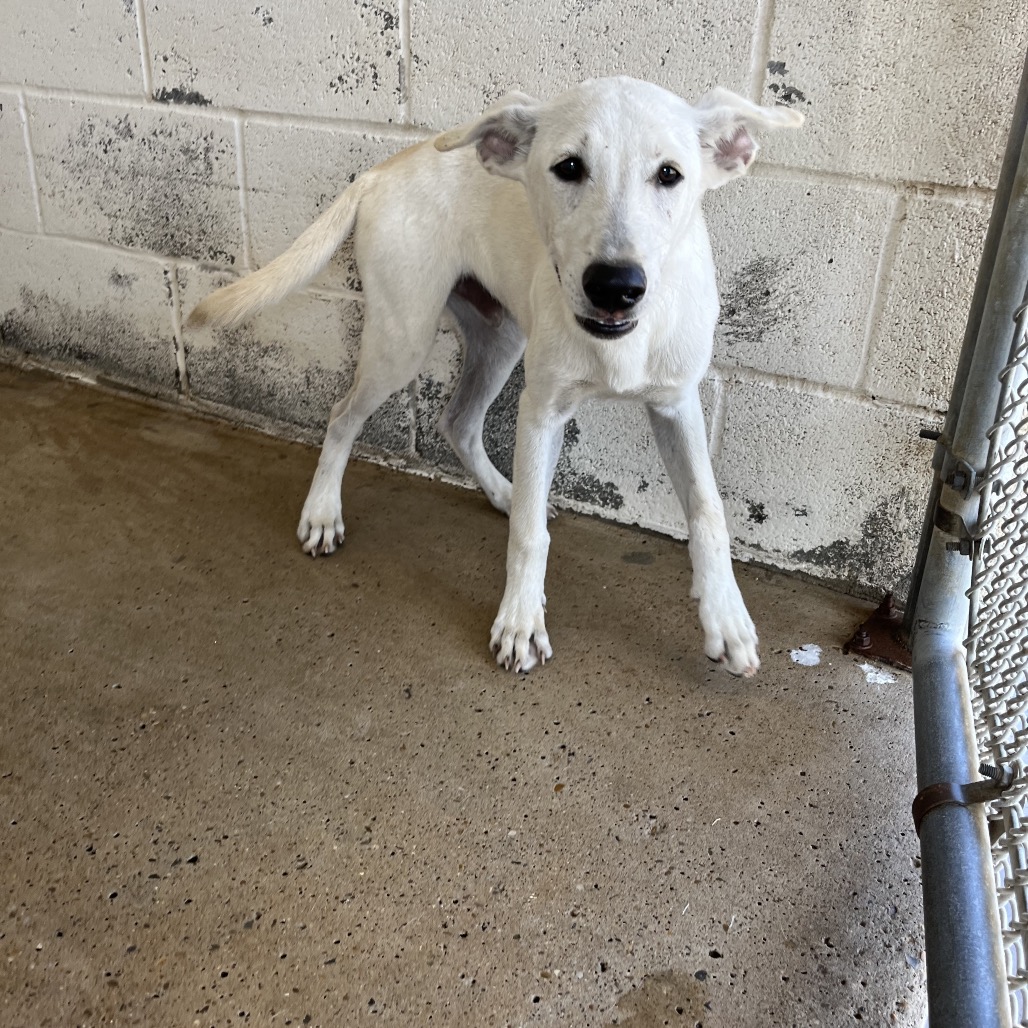BLITZ - Shepherd available for adoption