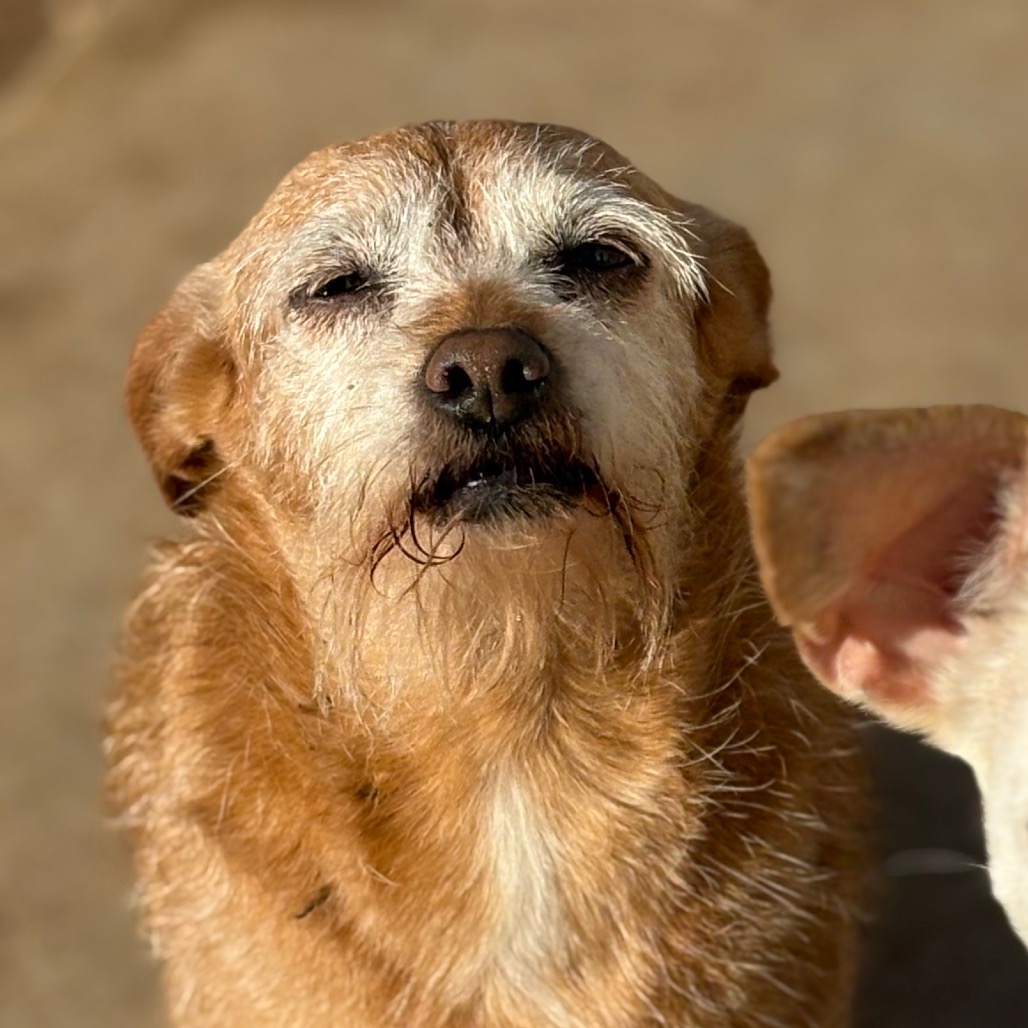 LUCY — thumbnail 3