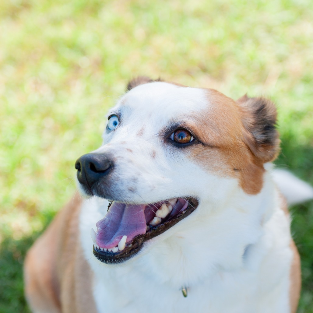 Sadie, photo 5