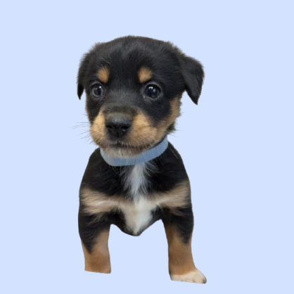 Tusc Stray 81302 2