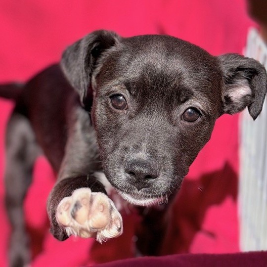 Kennel#12 Angel's preview photo